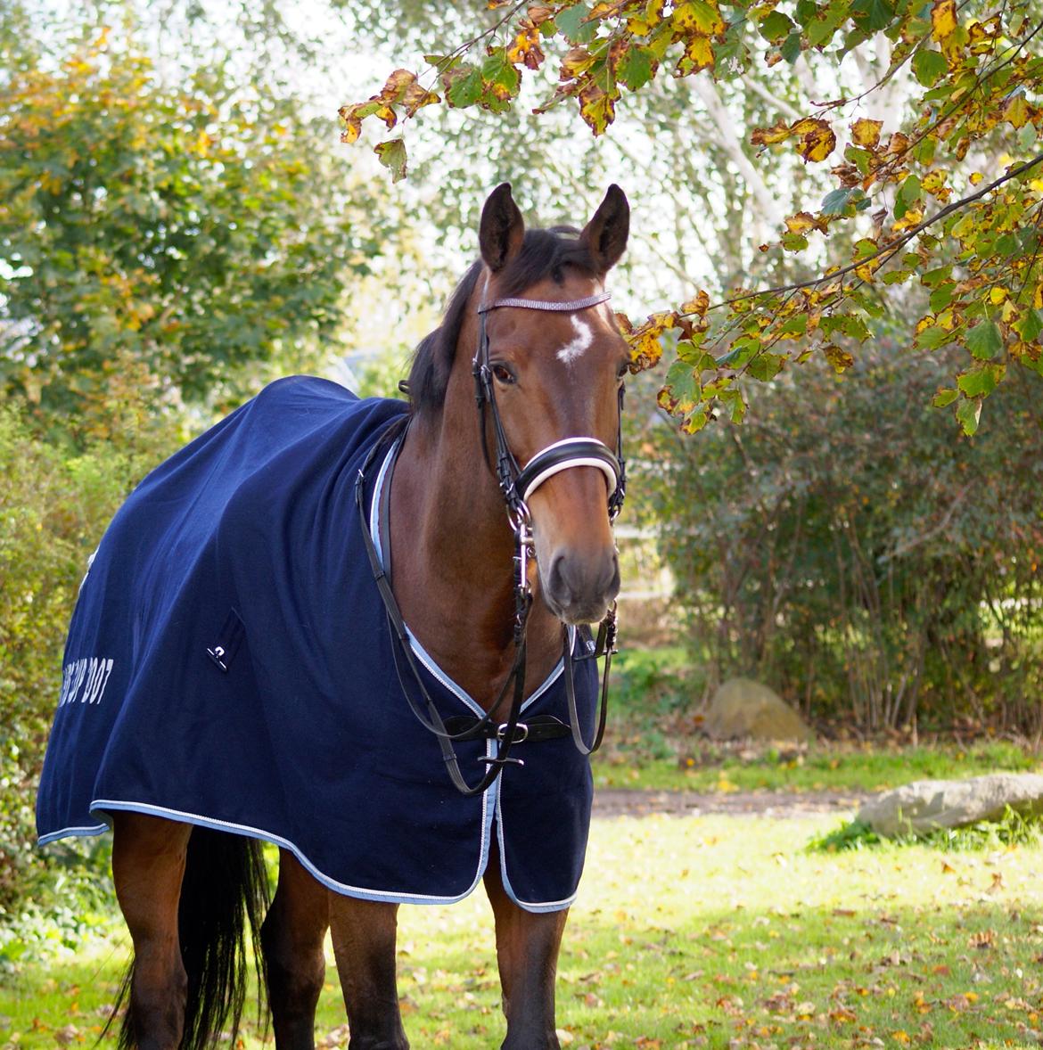 Futte som dressurhest billede 12