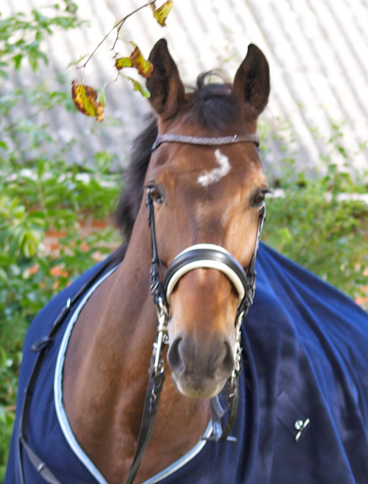 Futte som dressurhest billede 13