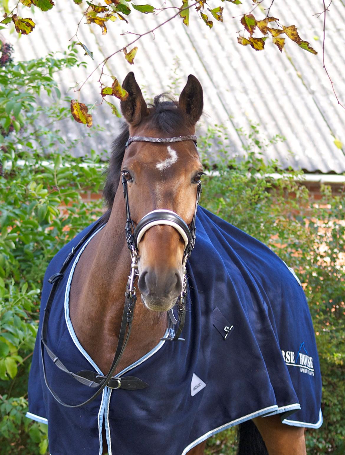 Futte som dressurhest billede 14