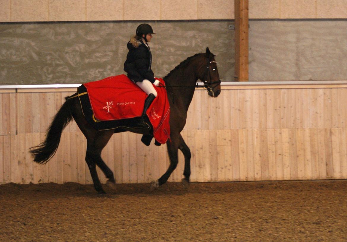 Futte som dressurhest billede 17