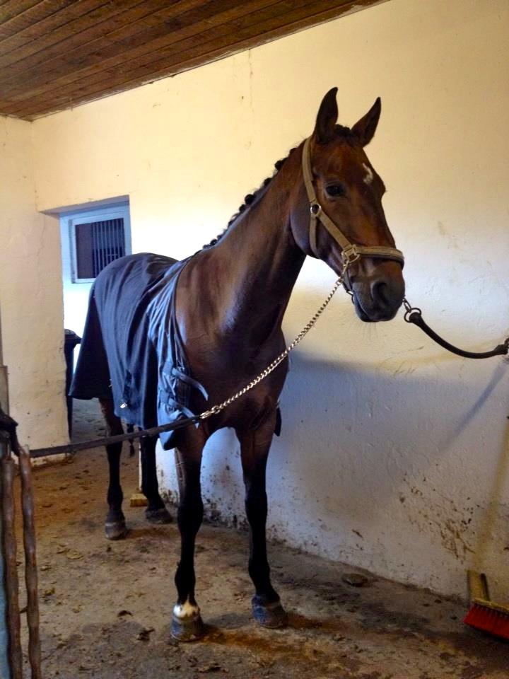 Futte som dressurhest billede 20