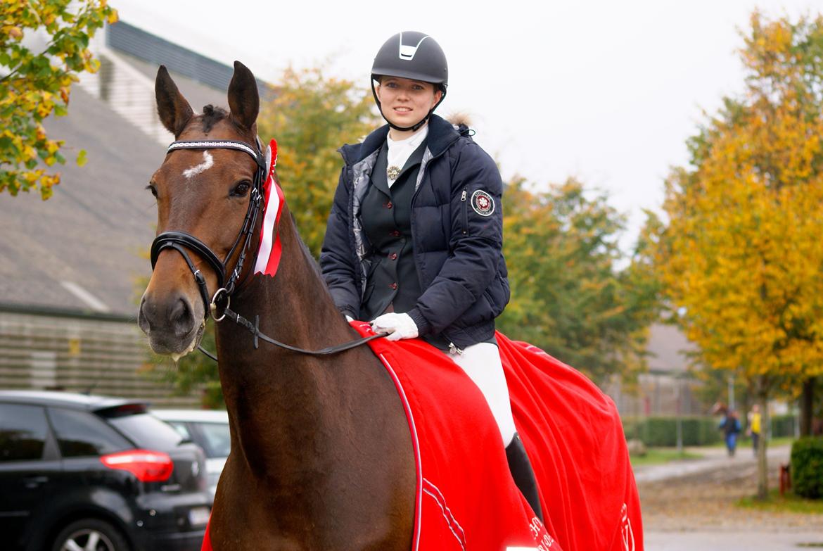 Futte som dressurhest billede 21