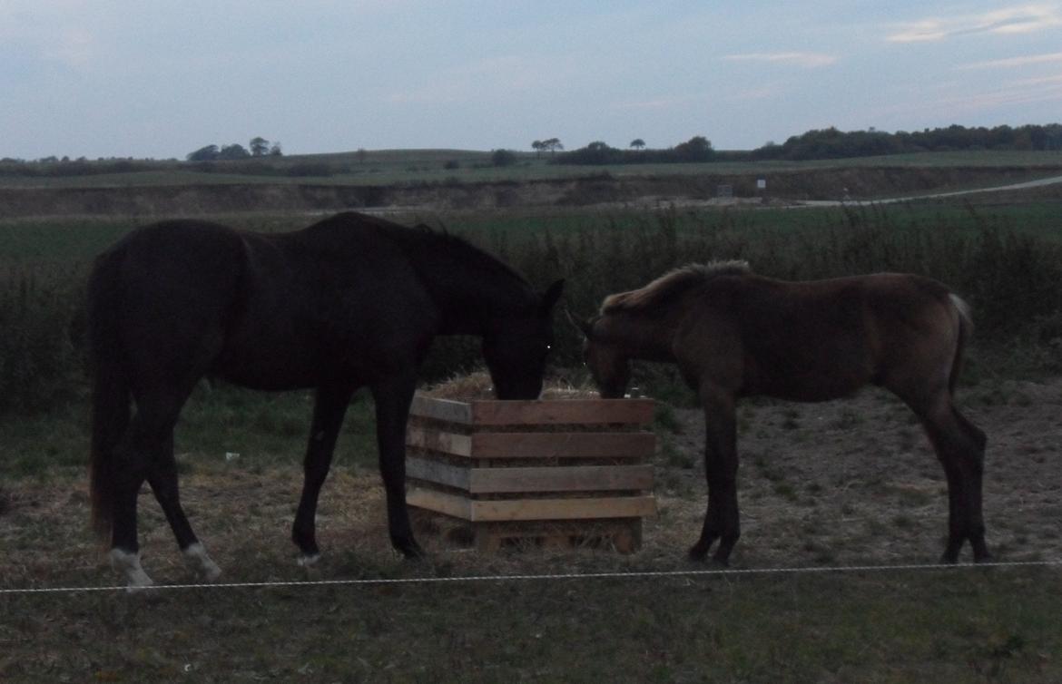 Deres nye høkasse og div billede 5