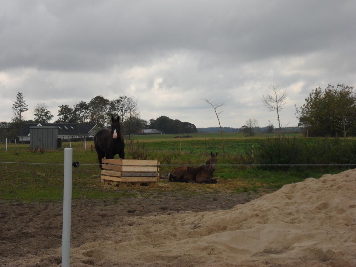 Deres nye høkasse og div billede 6