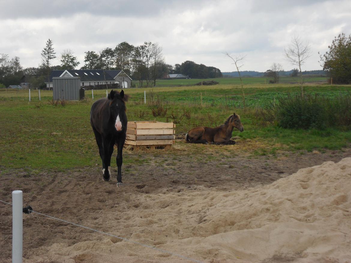 Deres nye høkasse og div billede 7