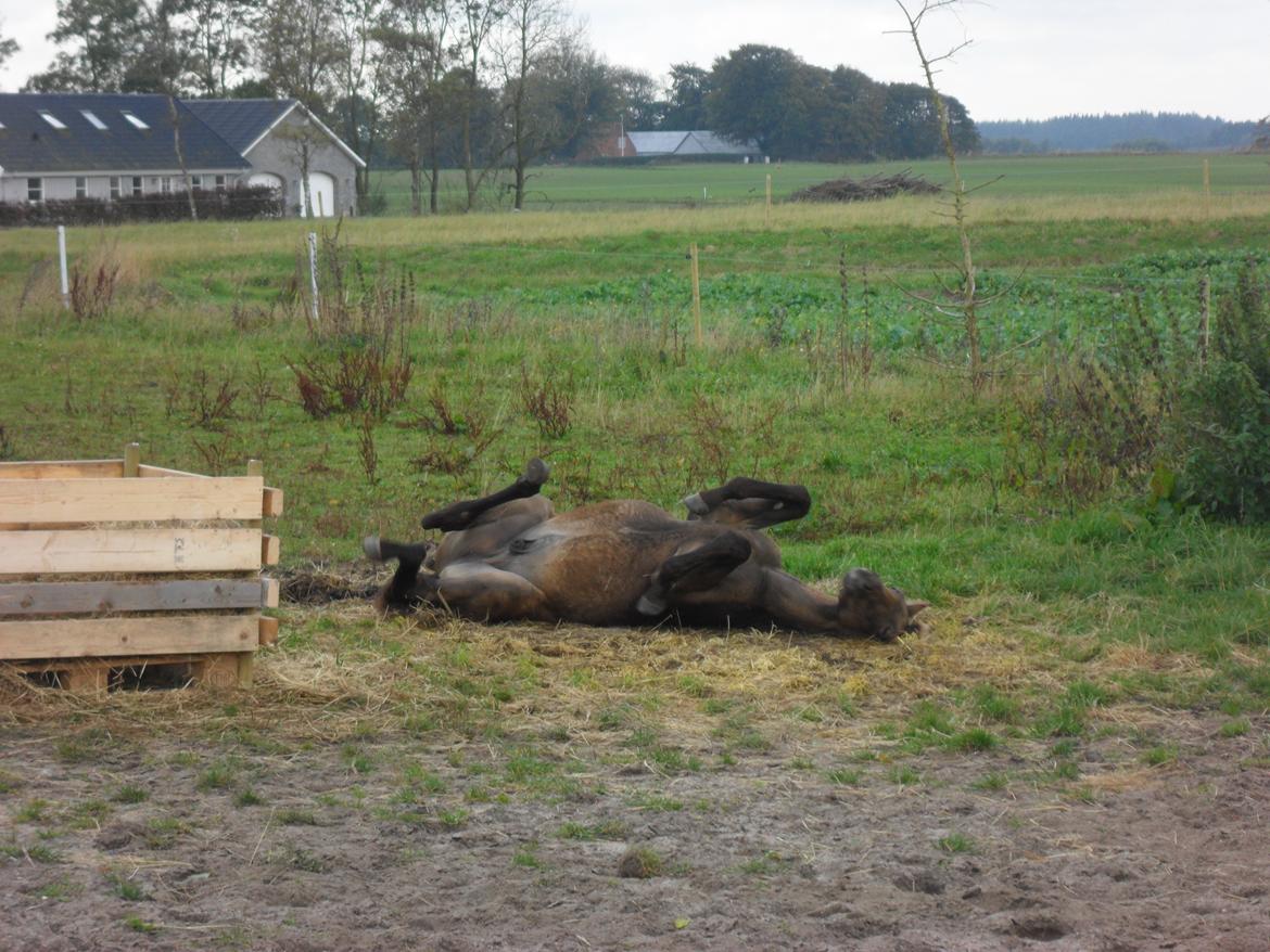 Deres nye høkasse og div billede 8