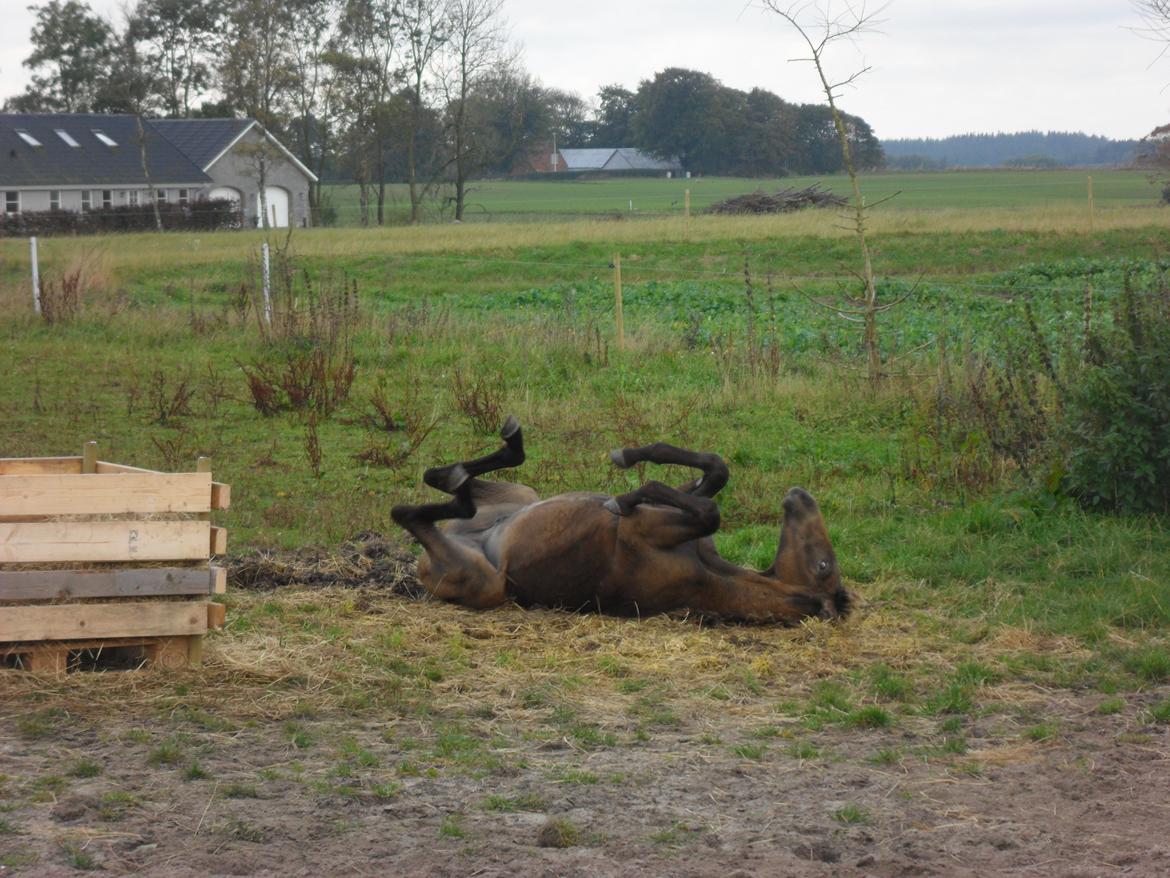 Deres nye høkasse og div billede 9