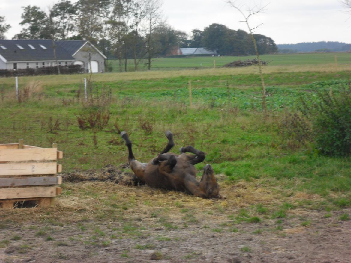 Deres nye høkasse og div billede 10