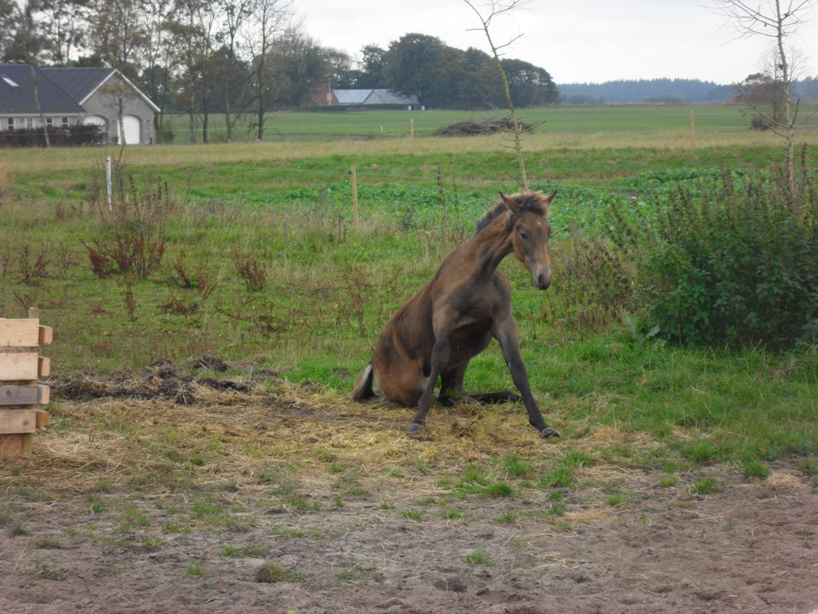 Deres nye høkasse og div billede 11