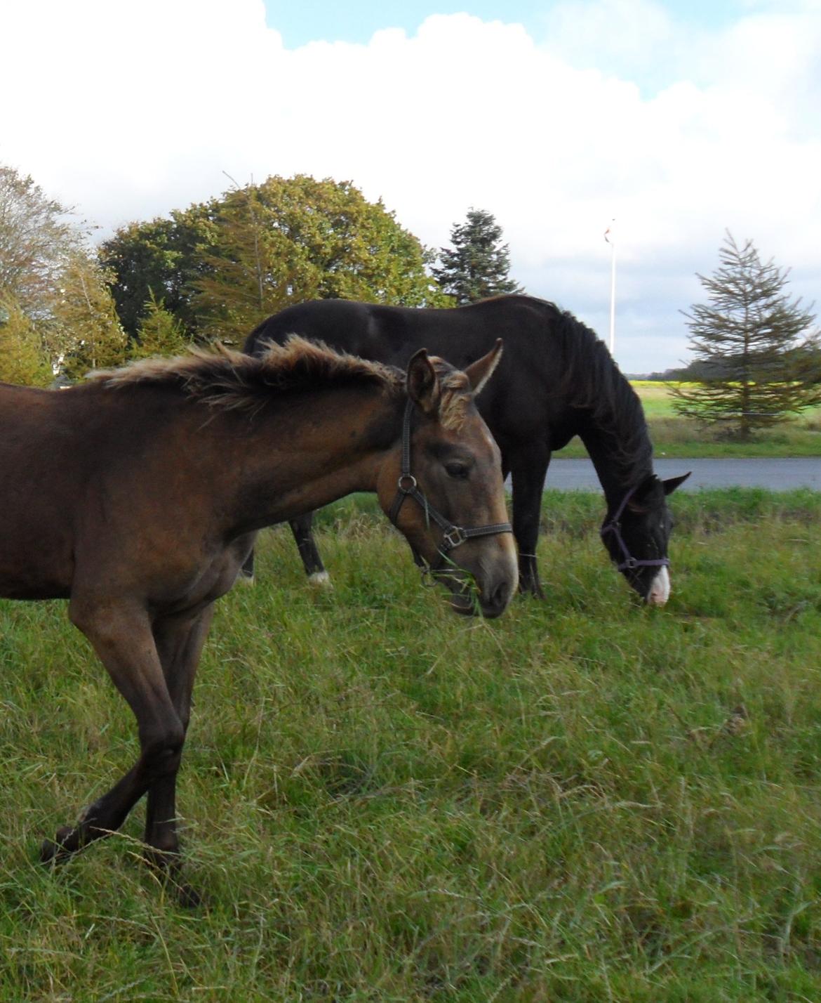 Deres nye høkasse og div billede 12