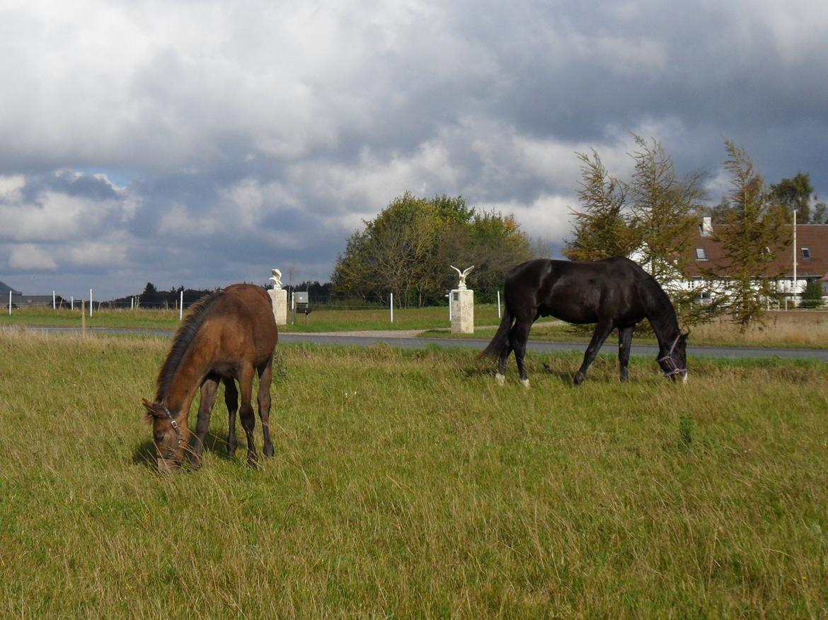 Deres nye høkasse og div billede 13
