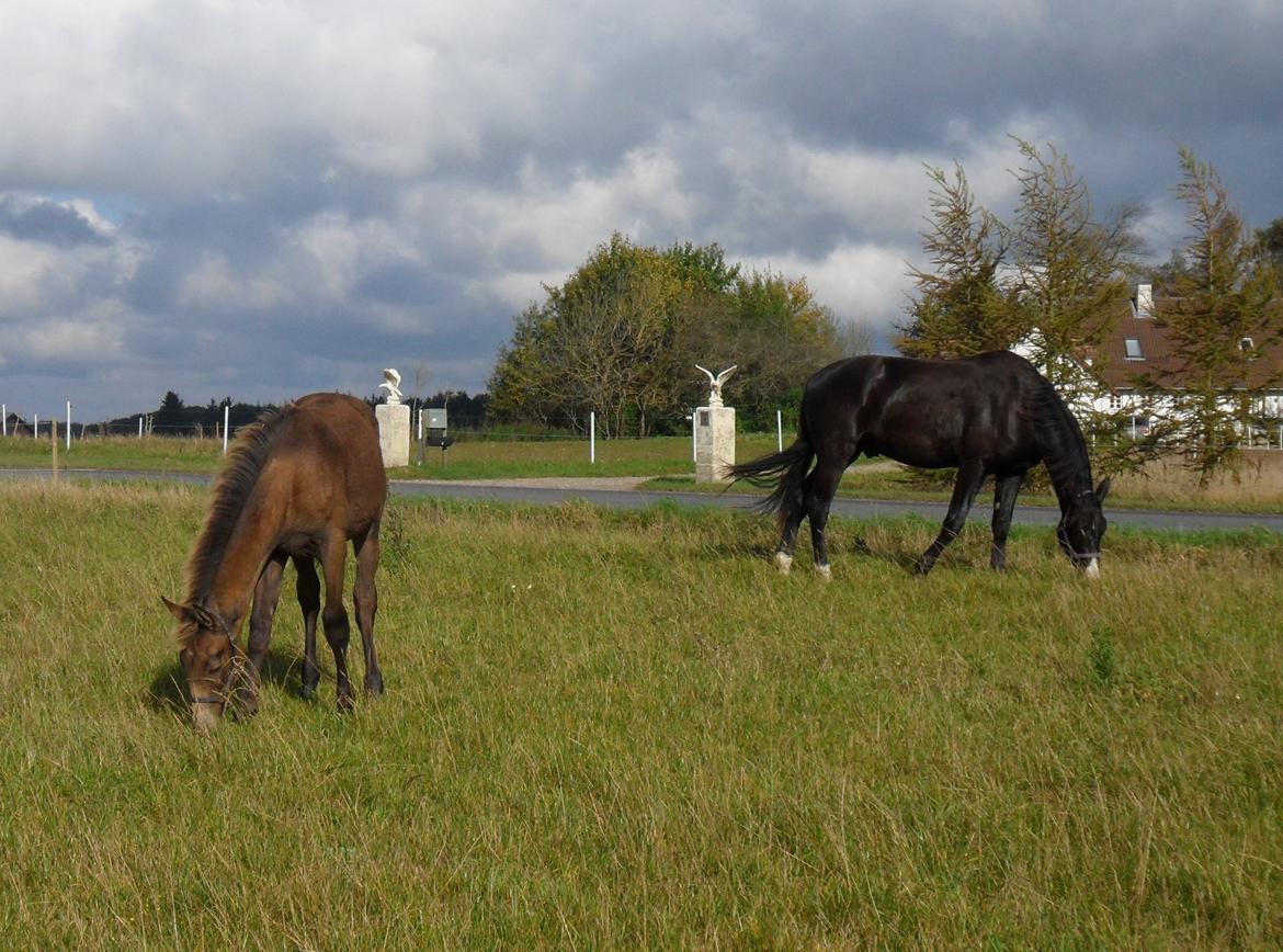 Deres nye høkasse og div billede 14