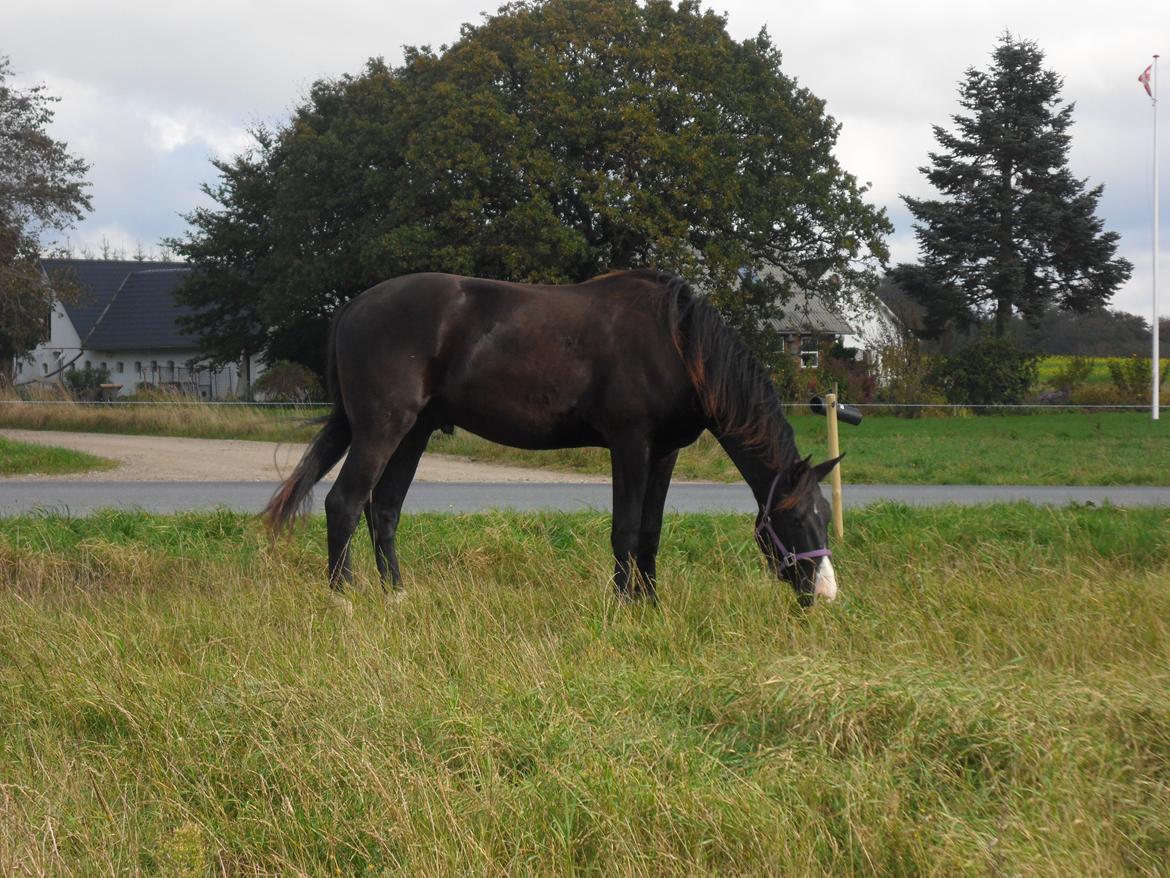 Deres nye høkasse og div billede 15