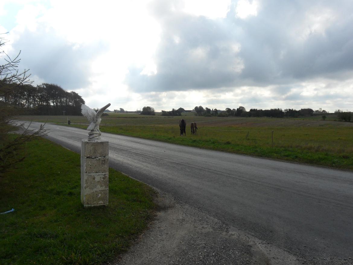 Deres nye høkasse og div billede 16