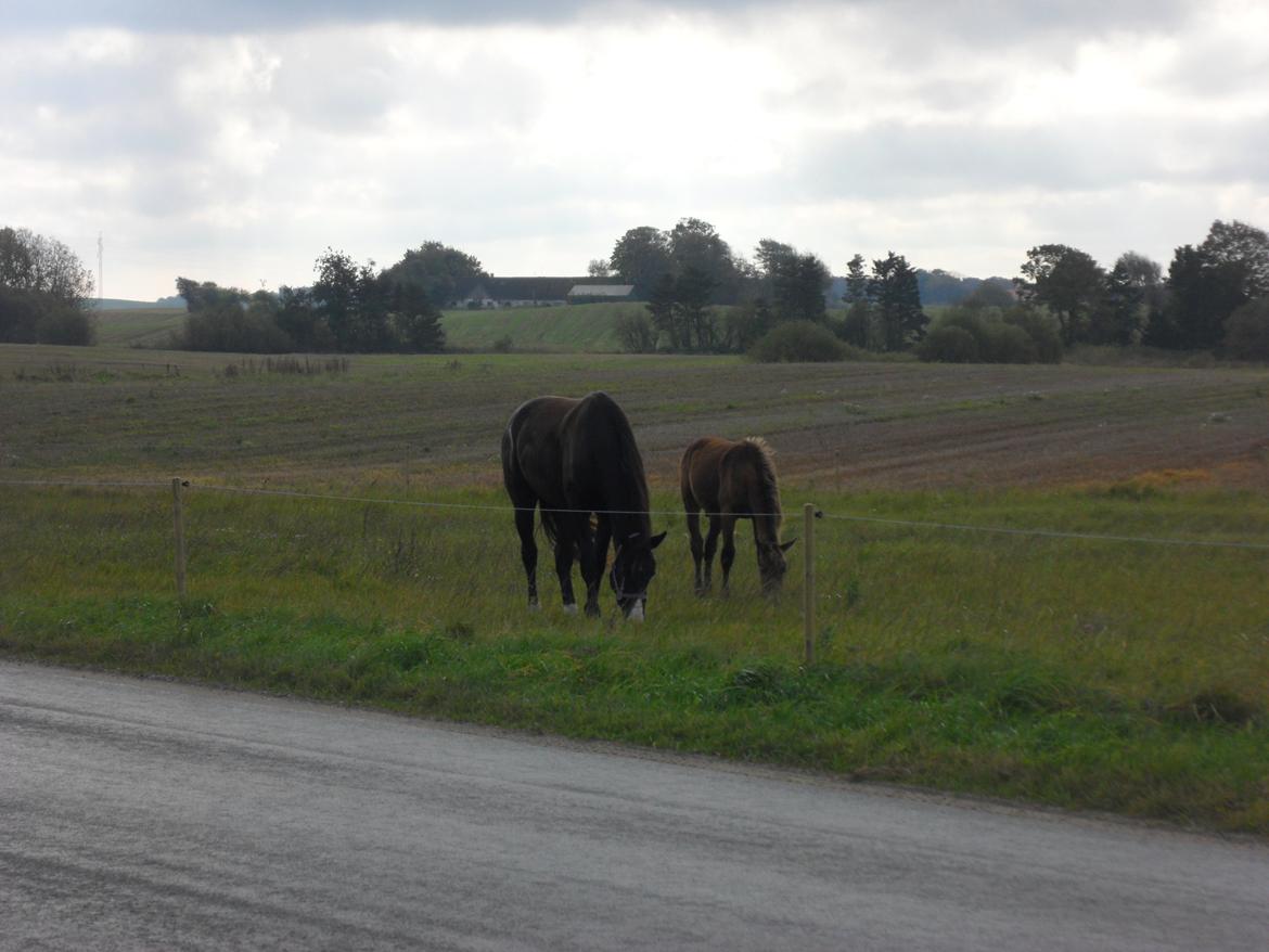 Deres nye høkasse og div billede 17