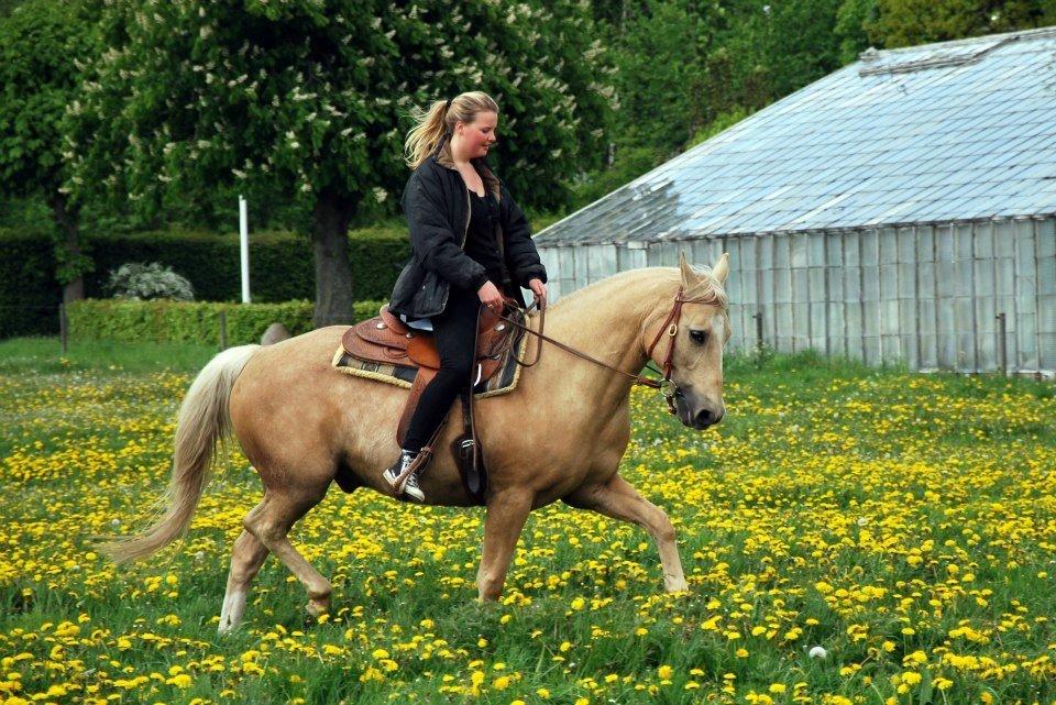 Verdens smukkeste palomino <3 billede 1