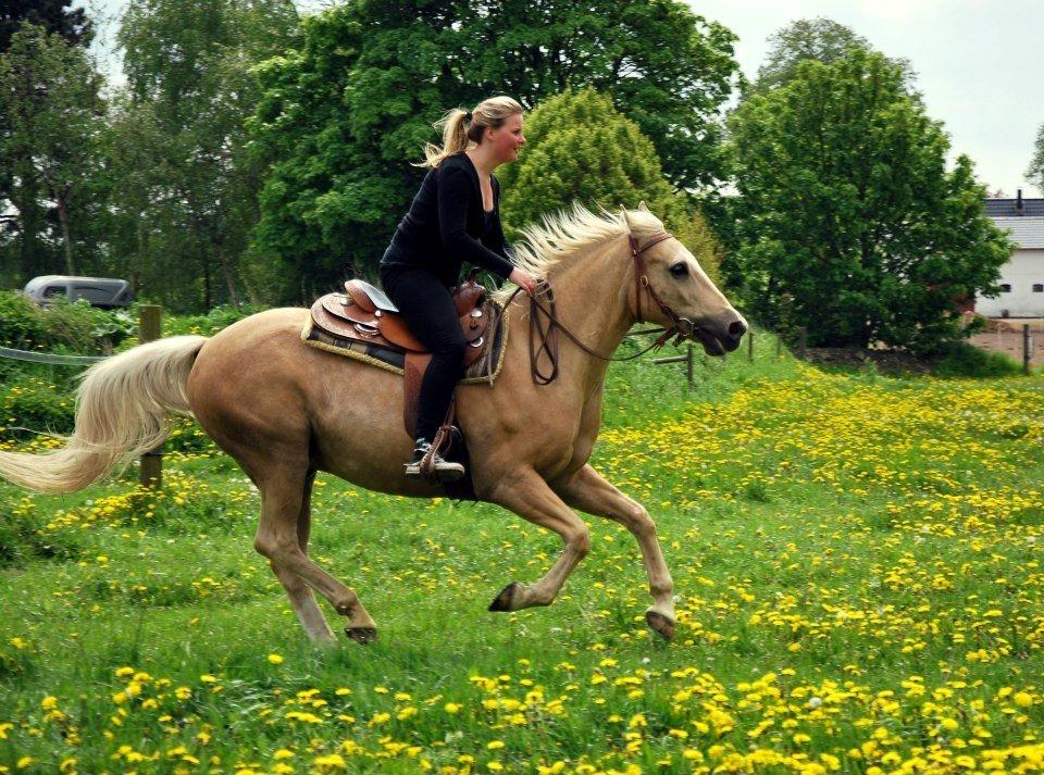 Verdens smukkeste palomino <3 billede 2