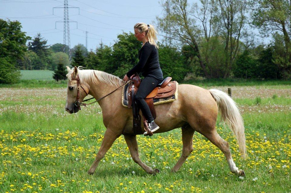 Verdens smukkeste palomino <3 billede 3