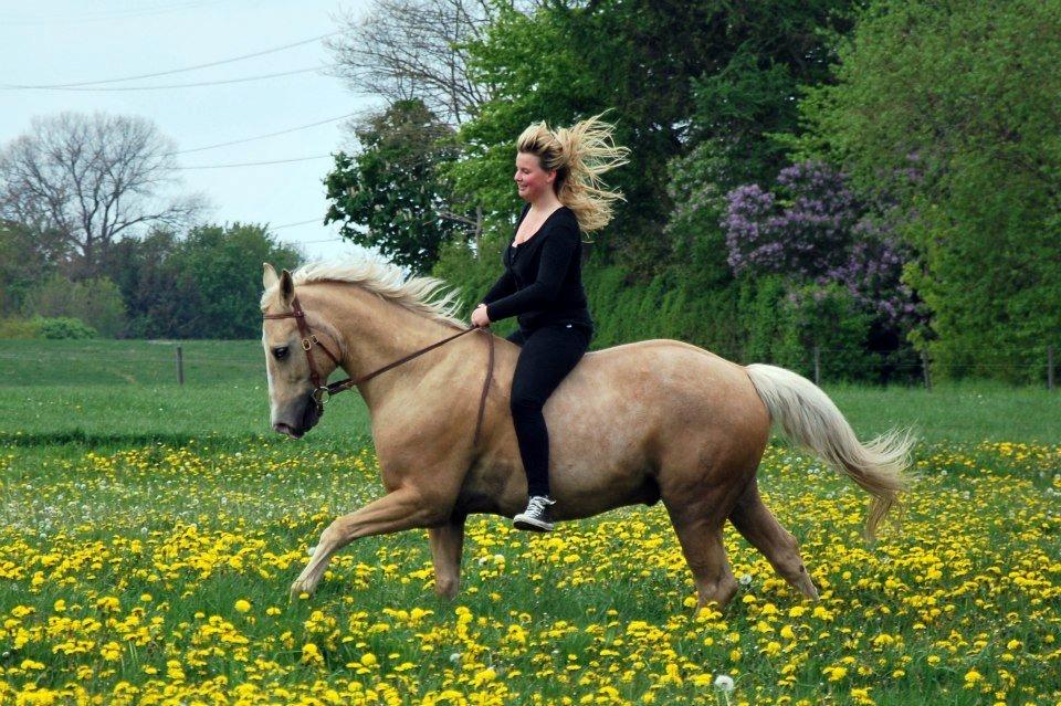 Verdens smukkeste palomino <3 billede 8