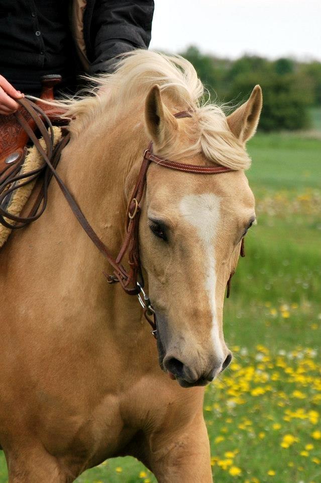 Verdens smukkeste palomino <3 billede 9