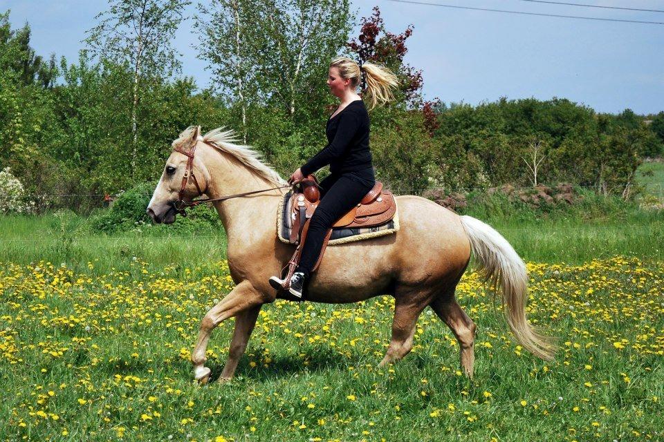 Verdens smukkeste palomino <3 billede 10