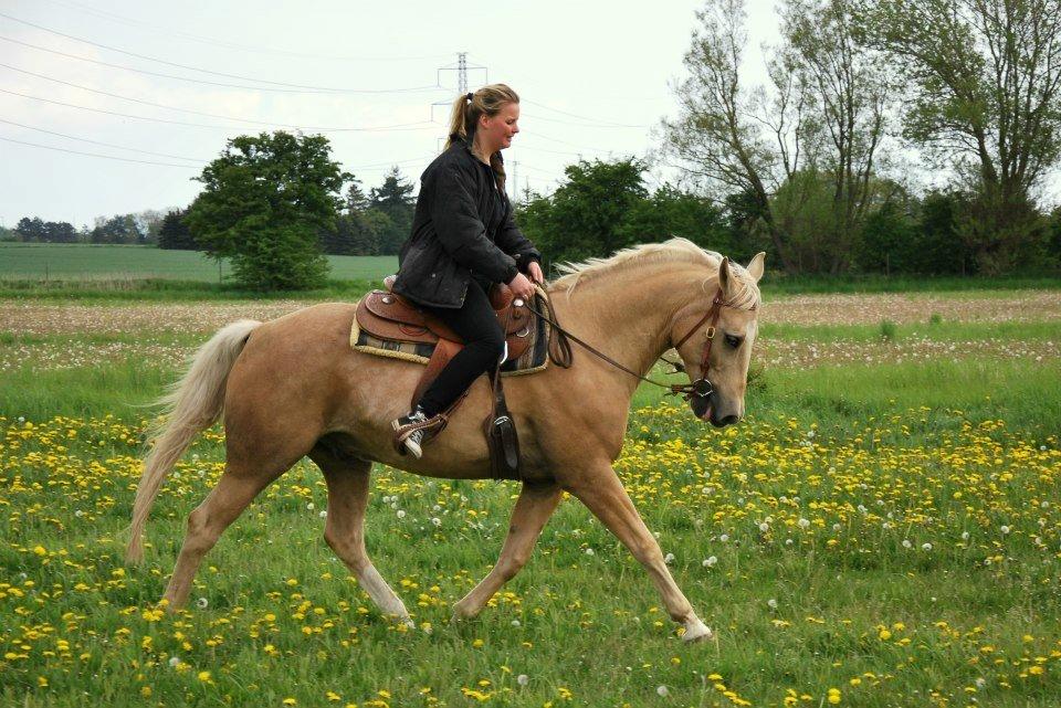 Verdens smukkeste palomino <3 billede 11