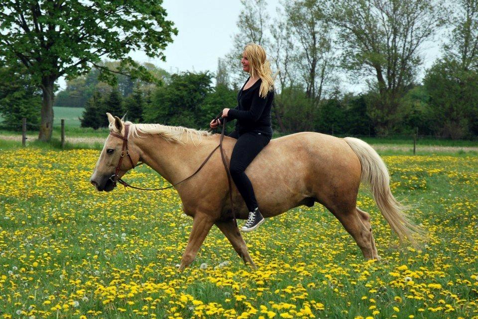 Verdens smukkeste palomino <3 billede 13