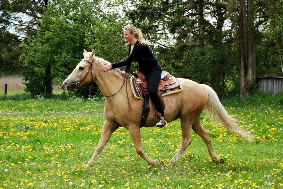 Verdens smukkeste palomino <3 billede 14