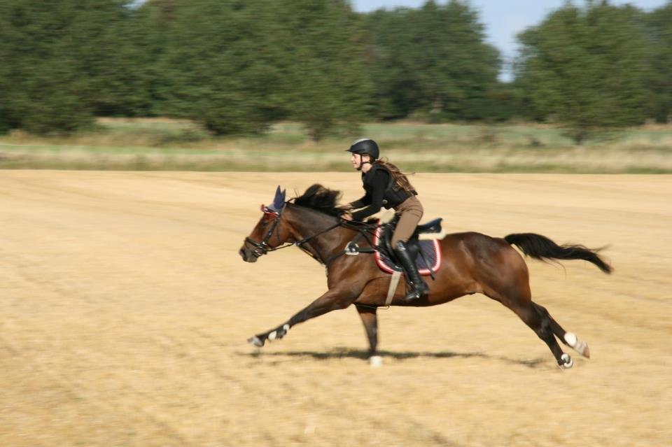 Kæmpe fødselsdag for hesten, med kage, flag, og masser af gaver! billede 23