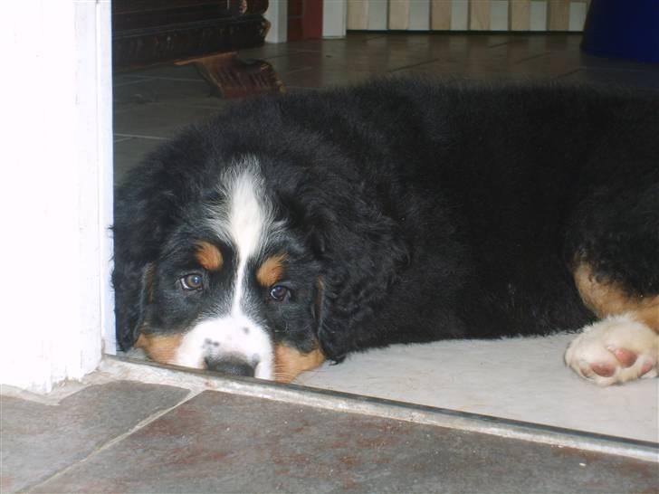 Mine dyr - EMY billede 16