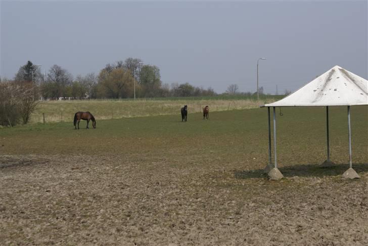 Tøserne og deres veninder billede 18