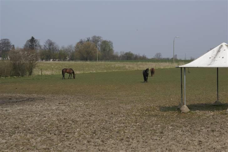 Tøserne og deres veninder billede 19