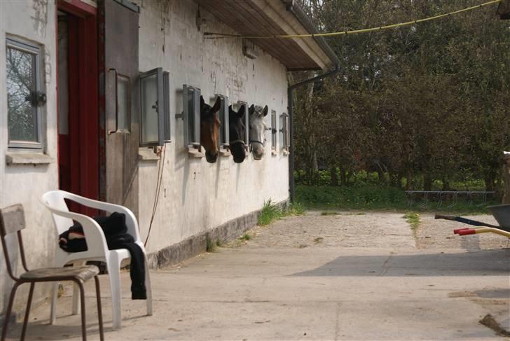 Tøserne og deres veninder billede 25