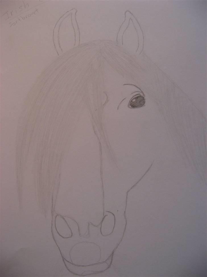 Heste tegninger  - En Irish Cob billede 3