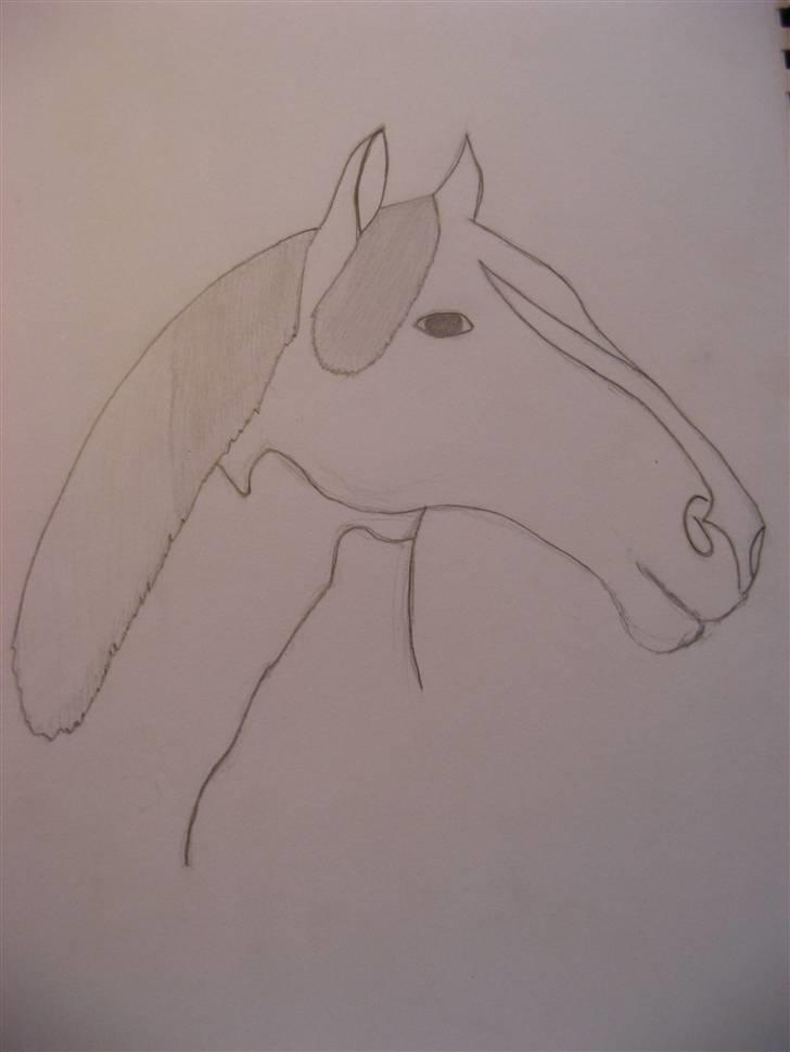 Heste tegninger  - En pinto billede 4