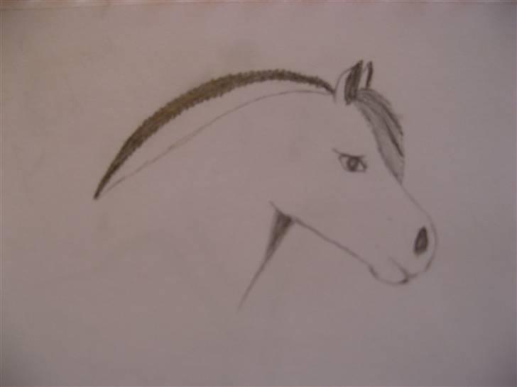 Heste tegninger  - En fjordhest billede 5