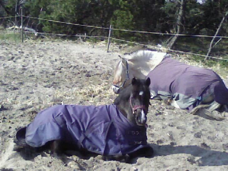 Heste fra SKR (Skagen rideklub) billede 2