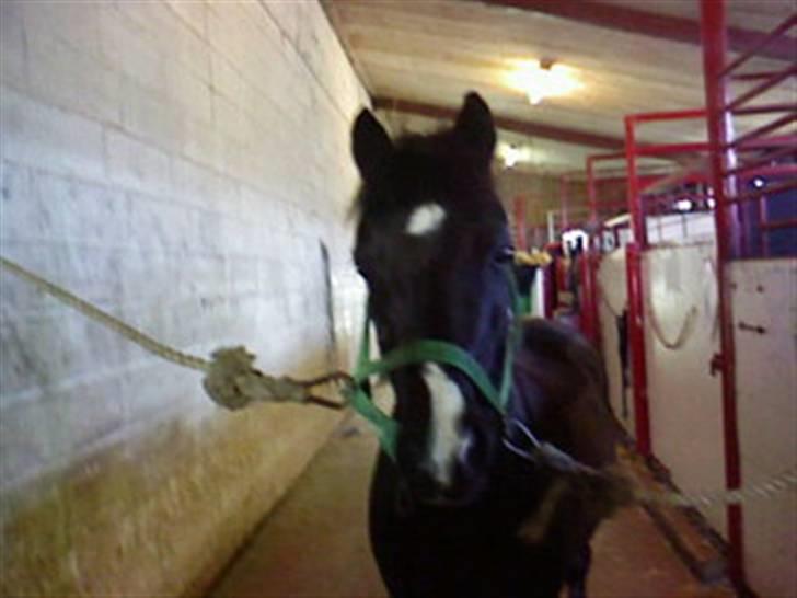 Heste fra SKR (Skagen rideklub) billede 3