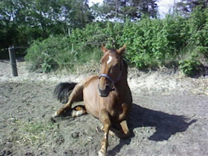 Heste fra SKR (Skagen rideklub) billede 4