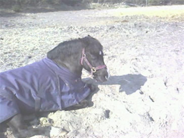 Heste fra SKR (Skagen rideklub) billede 5