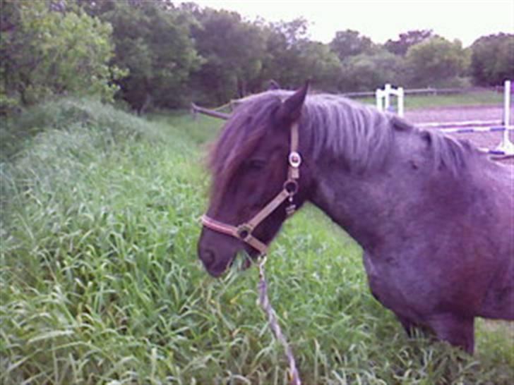 Heste fra SKR (Skagen rideklub) billede 6