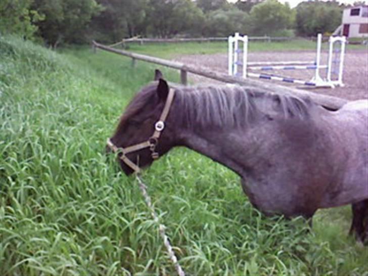 Heste fra SKR (Skagen rideklub) billede 7
