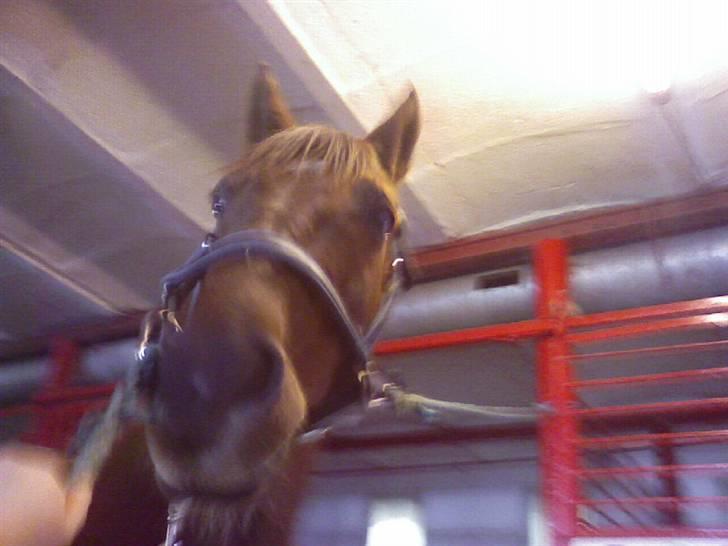 Heste fra SKR (Skagen rideklub) billede 8