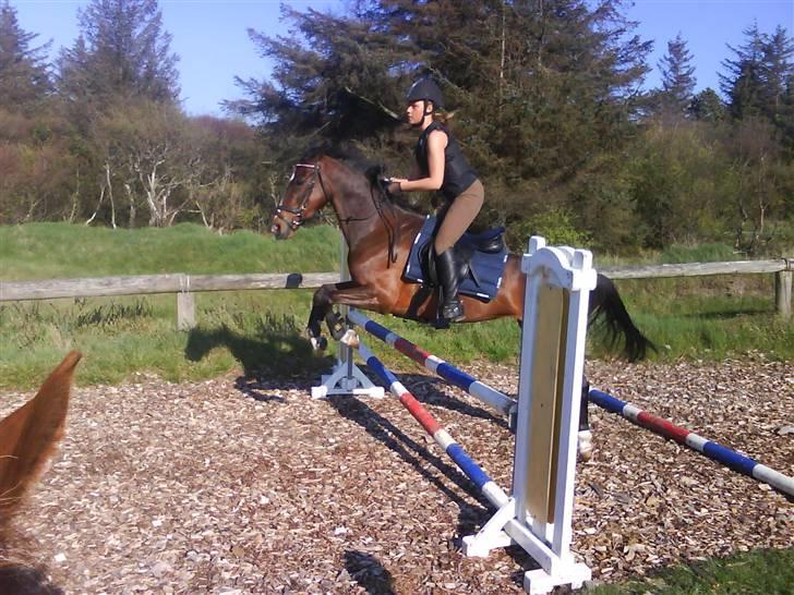 Heste fra SKR (Skagen rideklub) billede 9