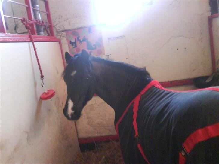 Heste fra SKR (Skagen rideklub) billede 10