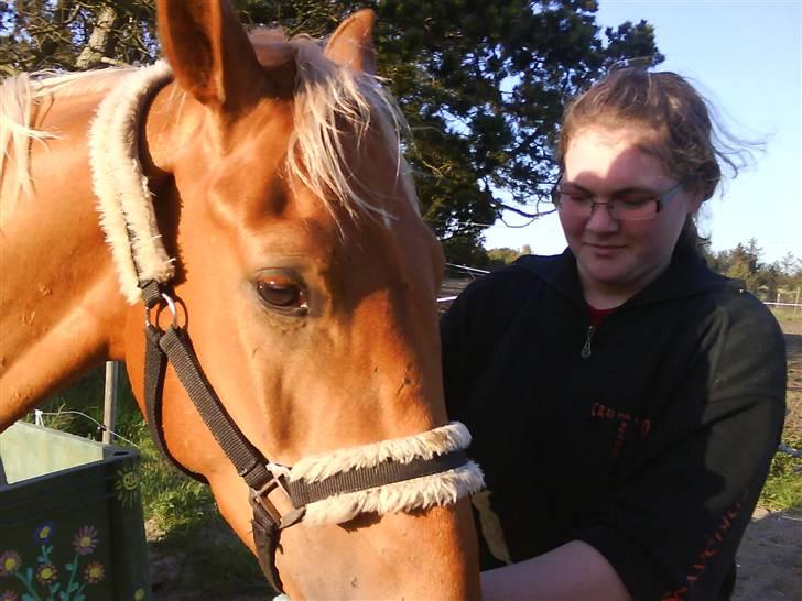 Heste fra SKR (Skagen rideklub) billede 11