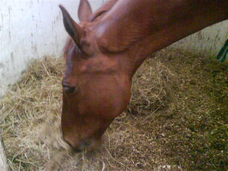 Heste fra SKR (Skagen rideklub) billede 13