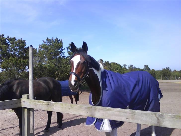 Heste fra SKR (Skagen rideklub) billede 14