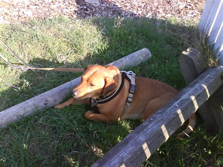 Heste fra SKR (Skagen rideklub) billede 15