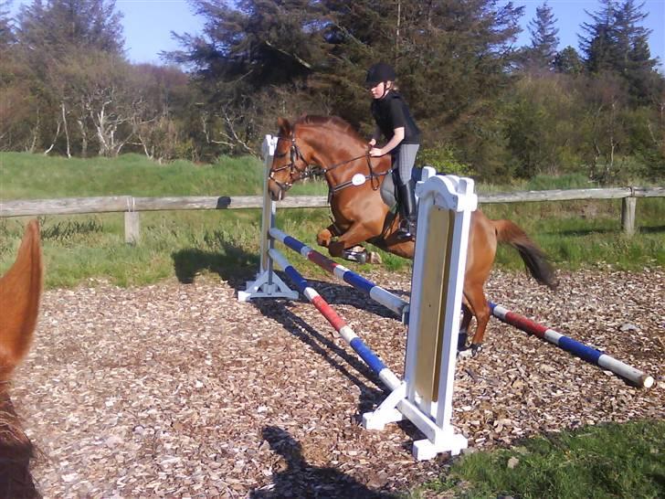 Heste fra SKR (Skagen rideklub) billede 16